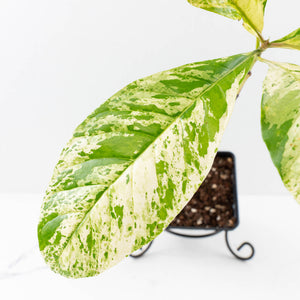 Coffea canephora 'Robusta' variegated (wk33-L21)