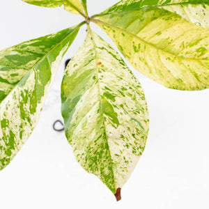Coffea canephora 'Robusta' variegated (wk33-L21)
