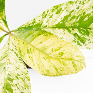 Coffea canephora 'Robusta' variegated (wk33-L21)