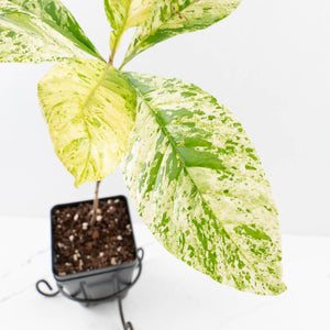 Coffea canephora 'Robusta' variegated (wk33-L21)