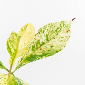 Coffea canephora 'Robusta' variegated (wk33-L21)