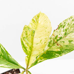 Coffea canephora 'Robusta' variegated (wk33-L21)