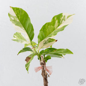 Coffea Arabica Variegated Coffee Tree (wk26-F)