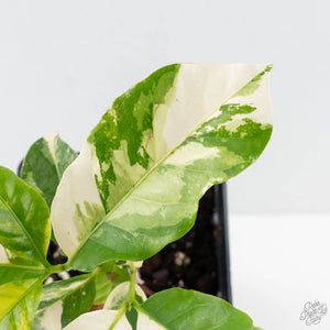 Coffea Arabica Variegated Coffee Tree (wk26-F)