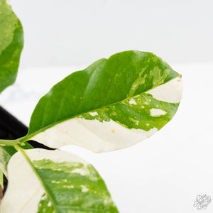Coffea Arabica Variegated Coffee Tree (wk26-F)