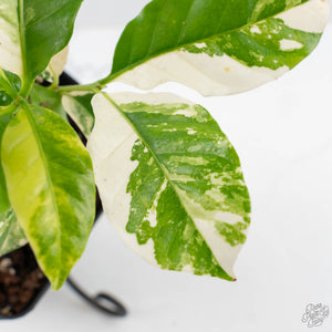 Coffea Arabica Variegated Coffee Tree (wk26-F)