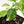 Coffea Arabica Variegated Coffee Tree (wk26-F)