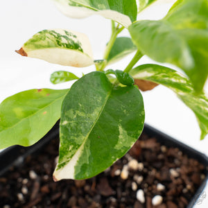 Coffea Arabica Variegated Coffee Tree (wk26-F)