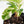 Coffea Arabica Variegated Coffee Tree (wk26-F)