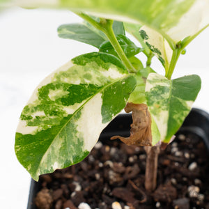 Coffea Arabica Variegated Coffee Tree (wk26-F)