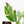 Coffea Arabica Variegated Coffee Tree (wk28-G)