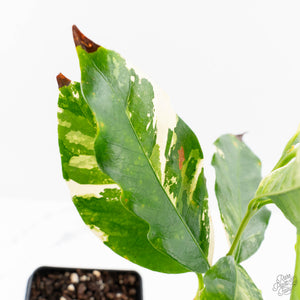 Coffea Arabica Variegated Coffee Tree (wk28-G)