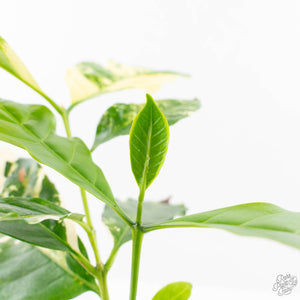 Coffea Arabica Variegated Coffee Tree (wk28-G)