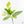 Coffea Arabica Variegated Coffee Tree (wk28-G)