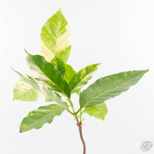 Coffea Arabica Variegated Coffee Tree (wk28-G)