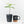 Coffea Arabica Variegated Coffee Tree (wk28-G)