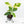 Coffea Arabica Variegated Coffee Tree (wk28-G)