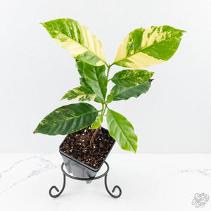 Coffea Arabica Variegated Coffee Tree (wk28-G)