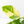 Coffea Arabica Variegated Coffee Tree (wk28-G)
