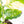 Coffea Arabica Variegated Coffee Tree (wk28-G)