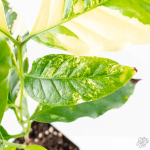 Coffea Arabica Variegated Coffee Tree (wk28-G)