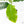 Coffea Arabica Variegated Coffee Tree (wk28-G)