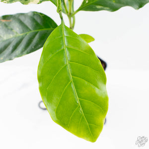 Coffea Arabica Variegated Coffee Tree (wk28-G)