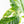 Coffea Arabica Variegated Coffee Tree (wk28-G)