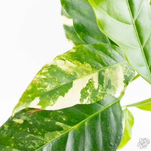 Coffea Arabica Variegated Coffee Tree (wk28-G)