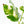 Coffea Arabica Variegated Coffee Tree (wk28-G)