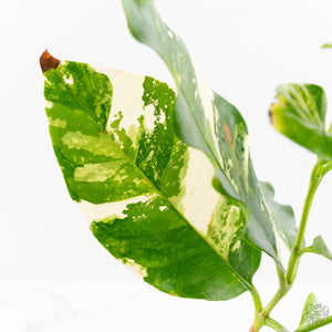 Coffea Arabica Variegated Coffee Tree (wk28-G)