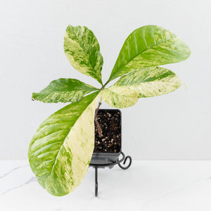 Coffea Arabica Variegated Coffee Tree (wk30-X)
