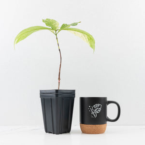 Coffea Arabica Variegated Coffee Tree (wk30-X)