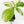 Coffea Arabica Variegated Coffee Tree (wk30-X)