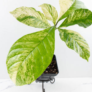 Coffea Arabica Variegated Coffee Tree (wk30-X)
