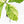 Coffea Arabica Variegated Coffee Tree (wk30-X)