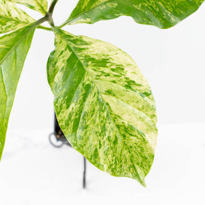 Coffea Arabica Variegated Coffee Tree (wk30-X)