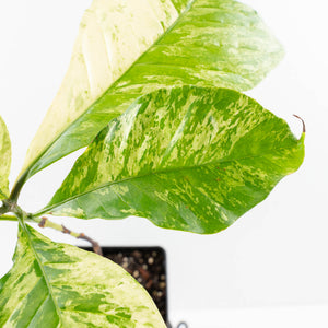 Coffea Arabica Variegated Coffee Tree (wk30-X)
