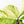 Coffea Arabica Variegated Coffee Tree (wk30-X)