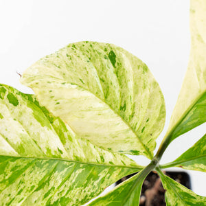 Coffea Arabica Variegated Coffee Tree (wk30-X)
