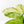 Coffea Arabica Variegated Coffee Tree (wk30-X)