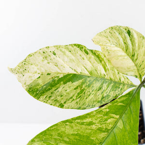 Coffea Arabica Variegated Coffee Tree (wk30-X)