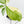 Coffea Arabica Variegated Coffee Tree (wk30-X)