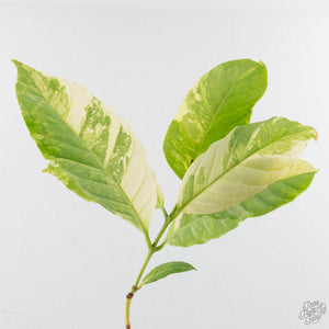 Coffea canephora 'Robusta' variegated (wk38-L271)