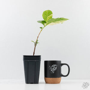 Coffea canephora 'Robusta' variegated (wk38-L271)
