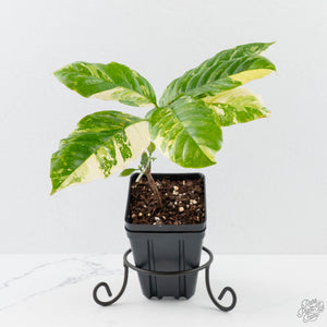 Coffea canephora 'Robusta' variegated (wk38-L271)