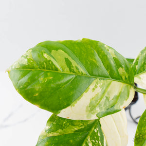 Coffea canephora 'Robusta' variegated (wk38-L271)