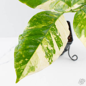 Coffea canephora 'Robusta' variegated (wk38-L271)
