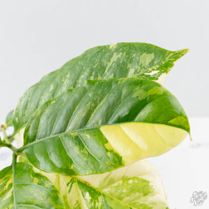 Coffea canephora 'Robusta' variegated (wk38-L271)