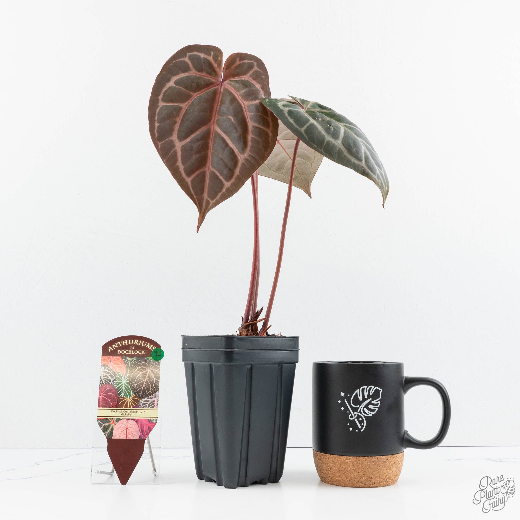 ①Anthurium draconopterum red stem 赤軸 Anthurium Crystal Red '12' x Michelle '1' by DocBlock® (wk19-I
